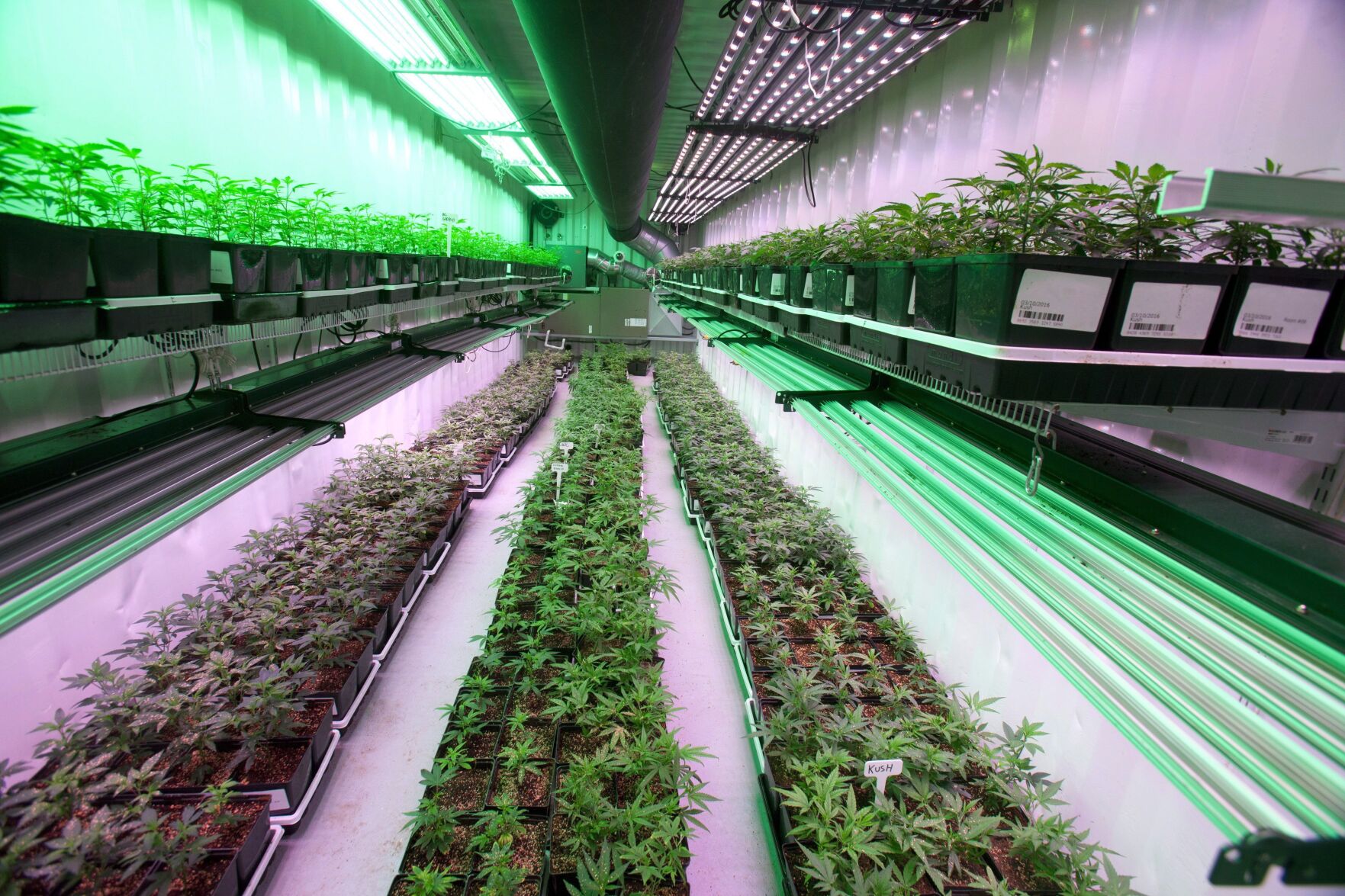 Organigram_moncton_facility.JPG
